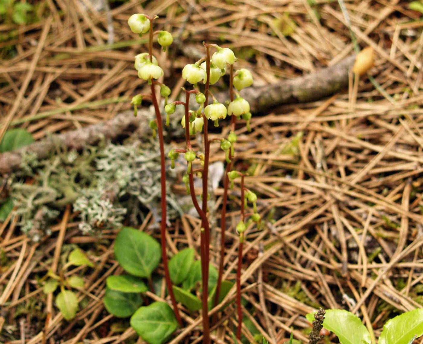 Wintergreen, Pale-green plant